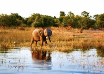 Victoria Falls Back Packers